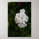 Zoek naar dianthus posters Bloei
