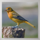 Zoek naar zangvogel kunst Kleurrijk