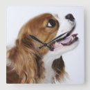Zoek naar cavalier king charles spaniel klokken Huisdieren