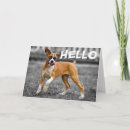 Zoek naar boxer dog kaarten Bokshond