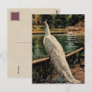 Zoek naar witte vogel briefkaarten Elk persoon