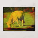 Zoek naar runderen briefkaarten Boerderij