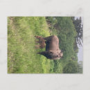 Zoek naar eland briefkaarten Natuur