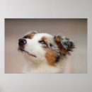Zoek naar australian shepherd kunst Honden