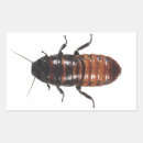 Zoek naar kakkerlak stickers Insecten