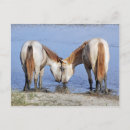 Zoek naar liefde paarden briefkaarten Natuur