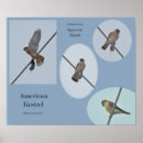 Zoek naar torenvalk posters Wild