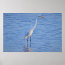 Zoek naar reiger vogel posters Wildlife fotografie