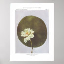 Zoek naar lotus kunst Plant