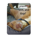 Zoek naar pittbull Hond