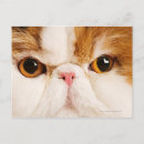 Zoek naar persian briefkaarten Schattig