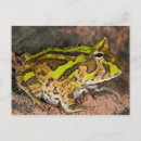 Zoek naar gewervelde dieren posters Braziliaanse gehoornde kikker