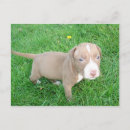 Zoek naar pitbull briefkaarten Puppy