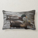 Zoek naar eenden kussens Wilde eend