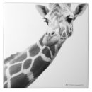 Zoek naar shot tegels Verticaal