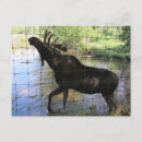 Zoek naar eland briefkaarten Dieren in het wild