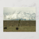 Zoek naar bison briefkaarten Sneeuw