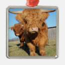 Zoek naar koeien ornamenten Dieren