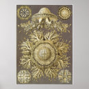 Zoek naar kwal posters Kunstformen der natur