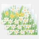 Zoek naar gele narcissen cadeaupapier Daffodil