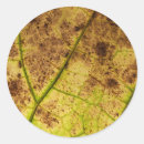 Zoek naar macro stickers Leaf