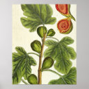 Zoek naar fl 1757 82 posters Blackwell