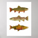 Zoek naar forel posters Zalm