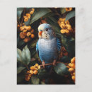 Zoek naar blauwe parkiet briefkaarten Elk persoon