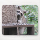 Zoek naar raccoon muismatten Wasberen
