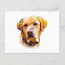 Zoek naar labrador retriever briefkaarten Hoektand