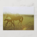 Zoek naar afbeeldingen paarden briefkaarten Paardenfokkerij