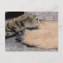 Zoek naar shirley briefkaarten Schattig