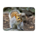 Zoek naar grijze eekhoorn magneten Dier