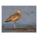 Zoek naar waadvogel posters Moeras