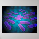 Zoek naar microscopisch posters Microbe