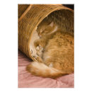 Zoek naar wasmand posters Gedomesticeerd