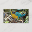 Zoek naar kleurrijke vogel visitekaartjes Elk persoon
