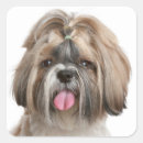 Zoek naar shih tzu stickers Puppy