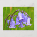 Zoek naar bluebell briefkaarten Blauw
