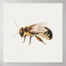 Zoek naar kammen posters Bijen