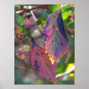 Zoek naar herfstbladeren posters Najaar