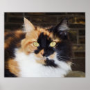 Zoek naar calico kat posters Katten