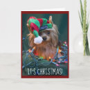 Zoek naar yorkie kaarten Elk persoon