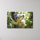 Zoek naar koala Natuur