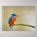 Zoek naar ijsvogels posters Natuur