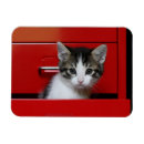 Zoek naar kitten magneten Dag
