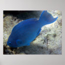 Zoek naar aruba kunst Blauw
