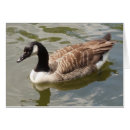 Zoek naar canada gans kaarten Fotografie