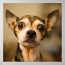 Zoek naar cute chihuahua kunst Grappig