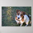 Zoek naar jack russell terrier kunst Doodsbang